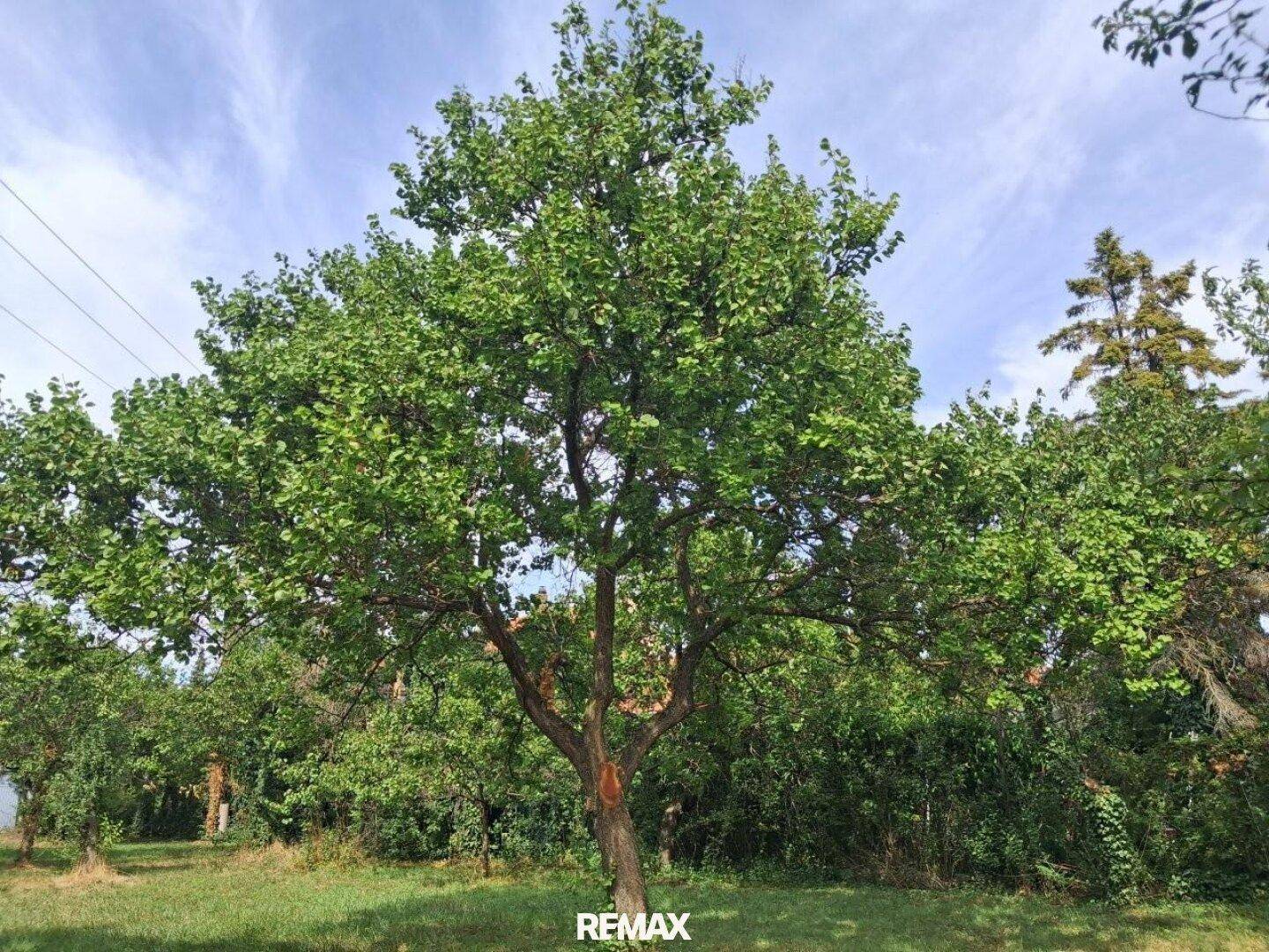 Großer, alter Baum mit üppigem Laub in einem weitläufigen Garten unter blauem Himmel.