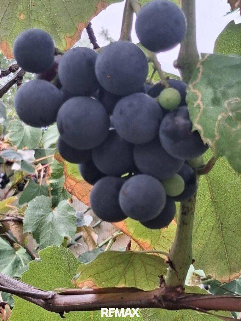 17 Trauben im Garten 7053 Hornstein