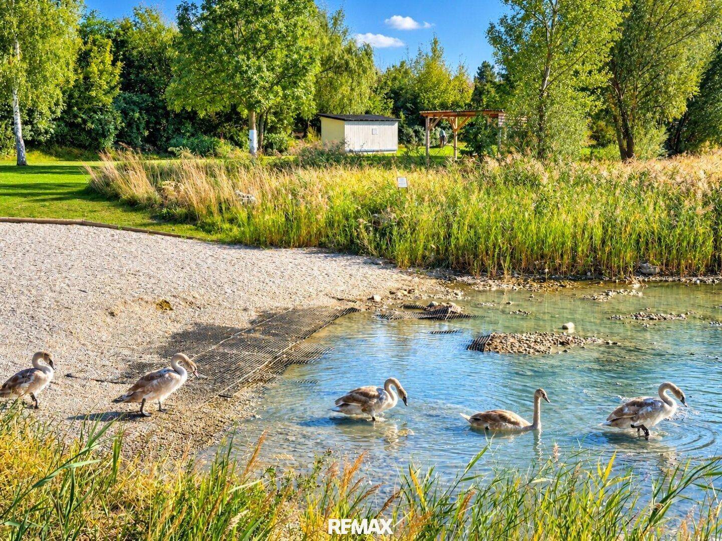 Natürliche Uferlandschaft mit Schwänen, Schilf und Bäumen unter strahlend blauem Himmel.