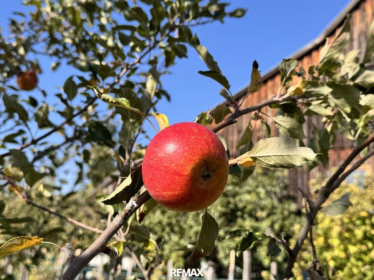 Reifer roter Apfel hängt an einem Baum im sonnigen Gartenbereich des Anwesens.