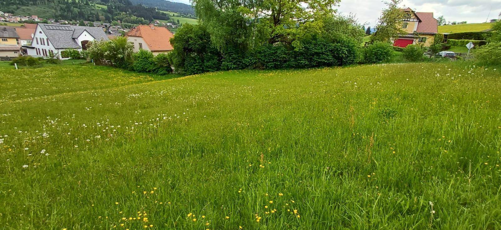 Weitläufige grüne Wiese mit bunten Wildblumen und Blick auf die umliegenden Häuser und sanften Hügel.