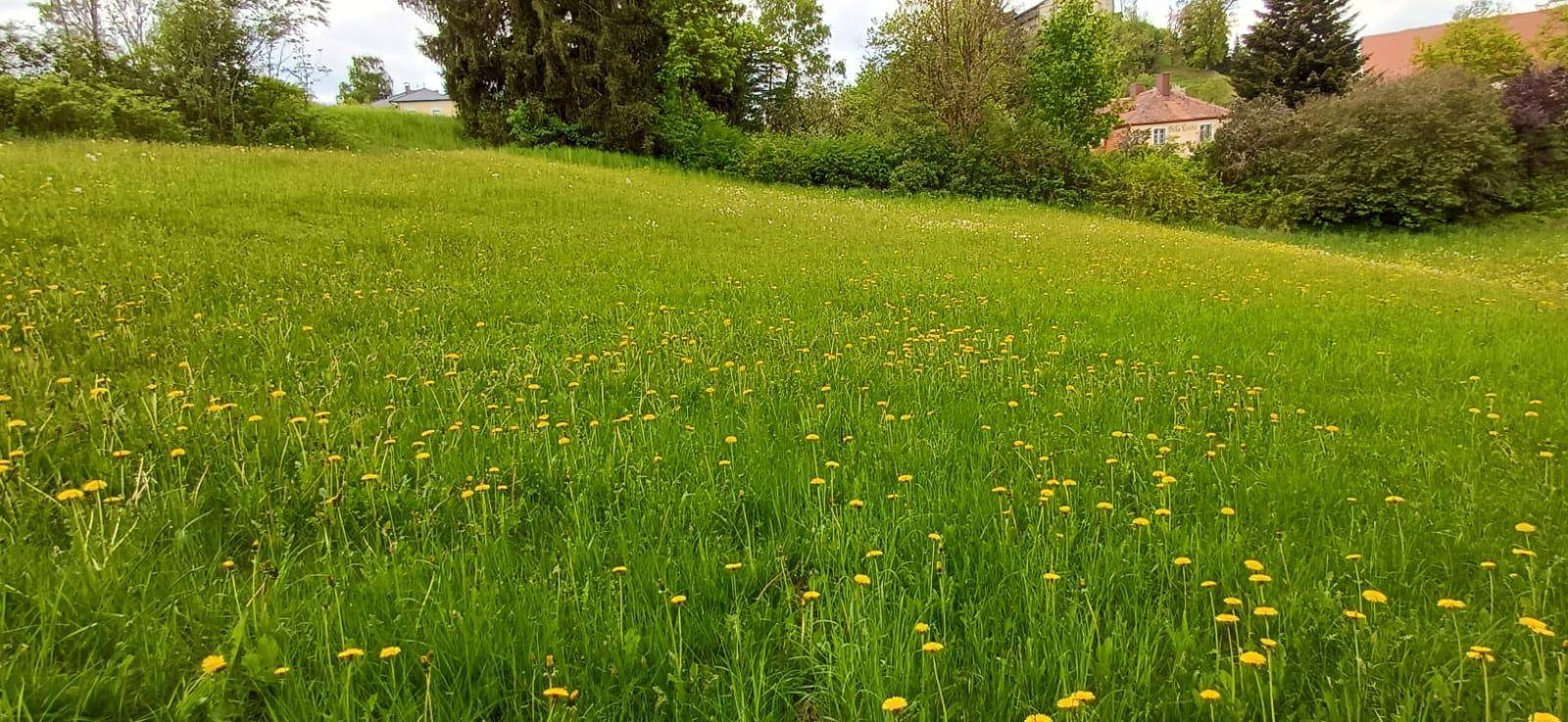Nahaufnahme einer blühenden Wiese mit gelben Blumen und saftigem Grün, das sanft ansteigt.