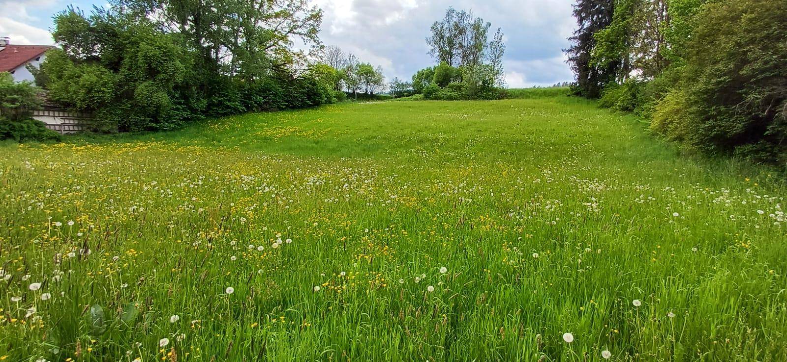 Ausgedehnte grüne Wiese mit vielen Wildblumen und Bäumen am Horizont unter einem bewölkten Himmel.