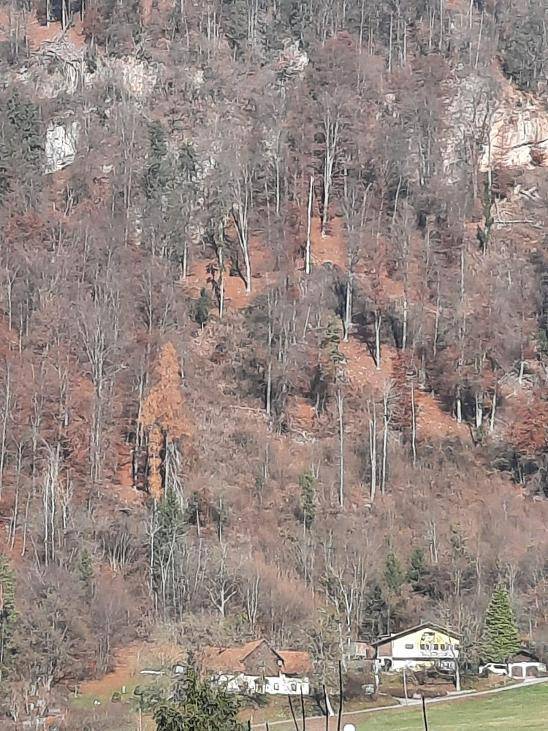 Dichter Wald an einem steilen Hang mit herbstlicher Laubfärbung und vereinzelten Häusern am Fuße.