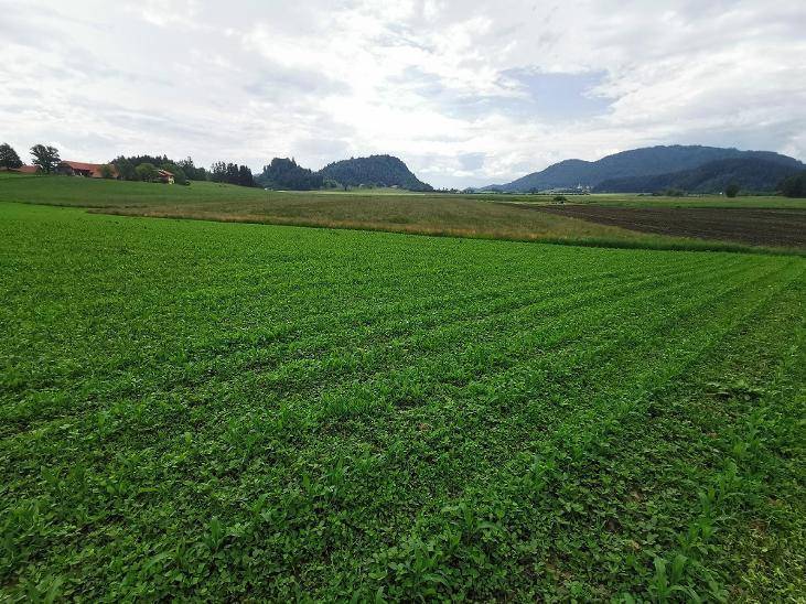 Weitläufiges grünes Feld mit Ackerland und bewaldeten Hügeln im Hintergrund unter bewölktem Himmel.