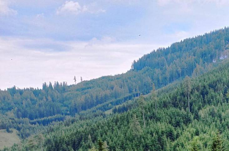 Sanfte Berghänge, bedeckt mit üppigem, grünem Wald unter einem teilweise bewölkten Himmel.