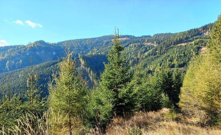 Junge Nadelbäume im Vordergrund, dahinter erstreckt sich ein dichter Bergwald unter blauem Himmel.