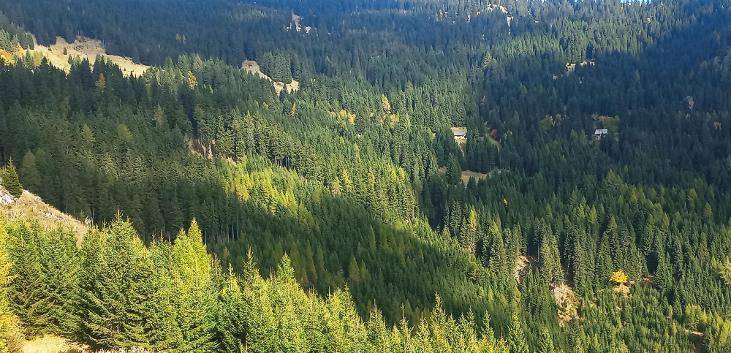 Weitläufiger Blick über ein bewaldetes Tal mit dichten grünen Bäumen und Licht-Schatten-Spielen.