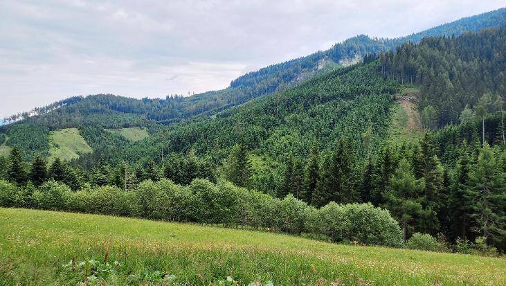 Grüne Wiesen im Vordergrund, gefolgt von dichten Wäldern auf sanften Hügeln unter bewölktem Himmel.