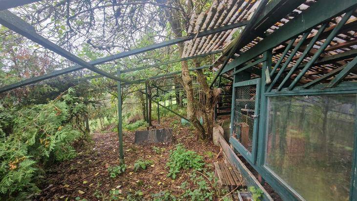 Überwachsenes Gewächshaus oder Pergola-Struktur inmitten dichter Vegetation.