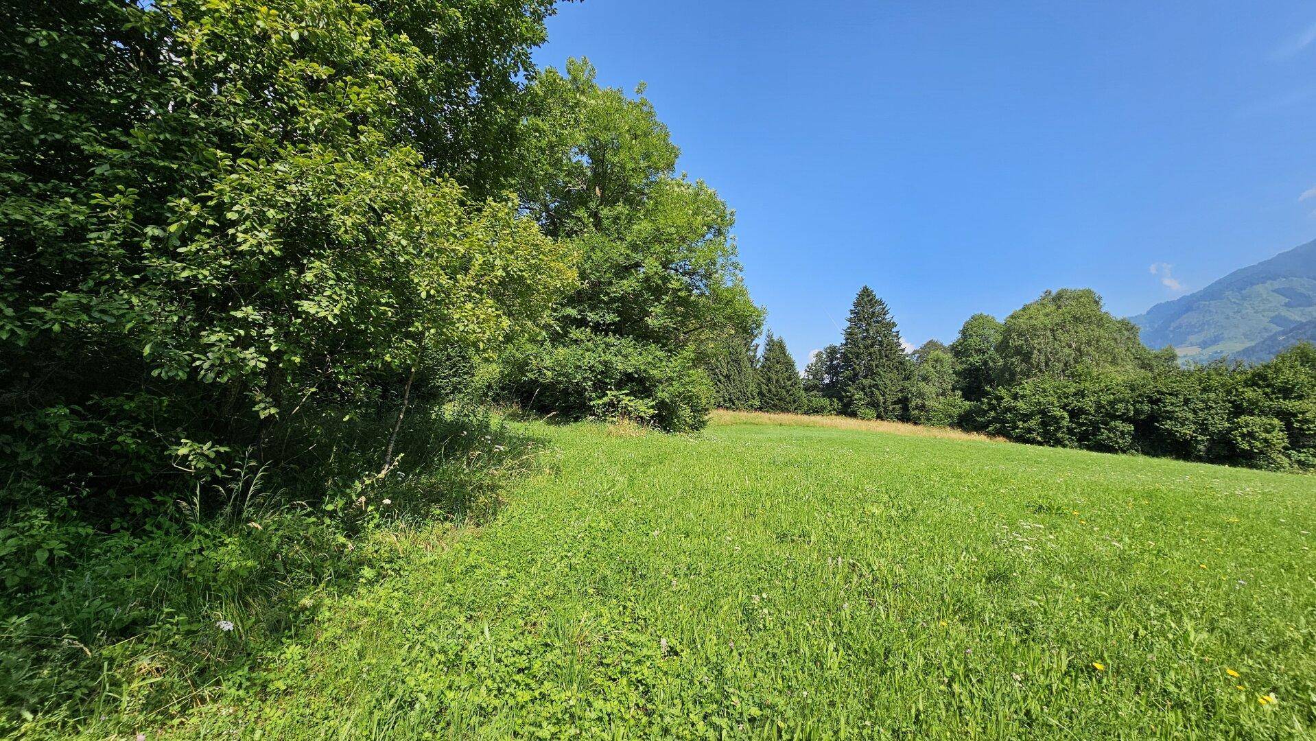 Grüne Wiesenlandschaft mit üppiger Vegetation und einem klaren Blick auf die fernen Berge.
