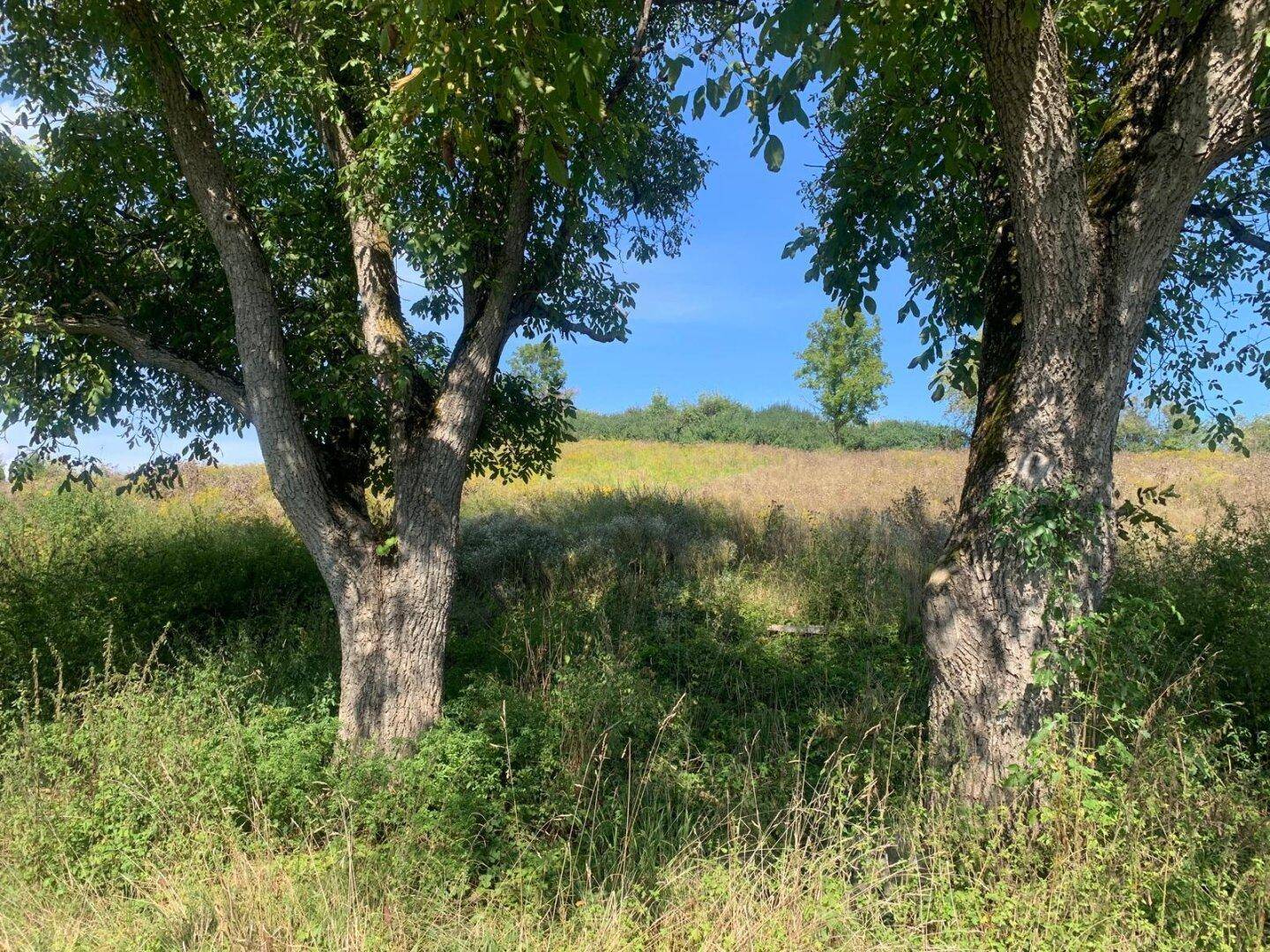 Zwei alte Bäume stehen auf einer Wiese mit trockenem Gras und Blick auf die weite Landschaft.