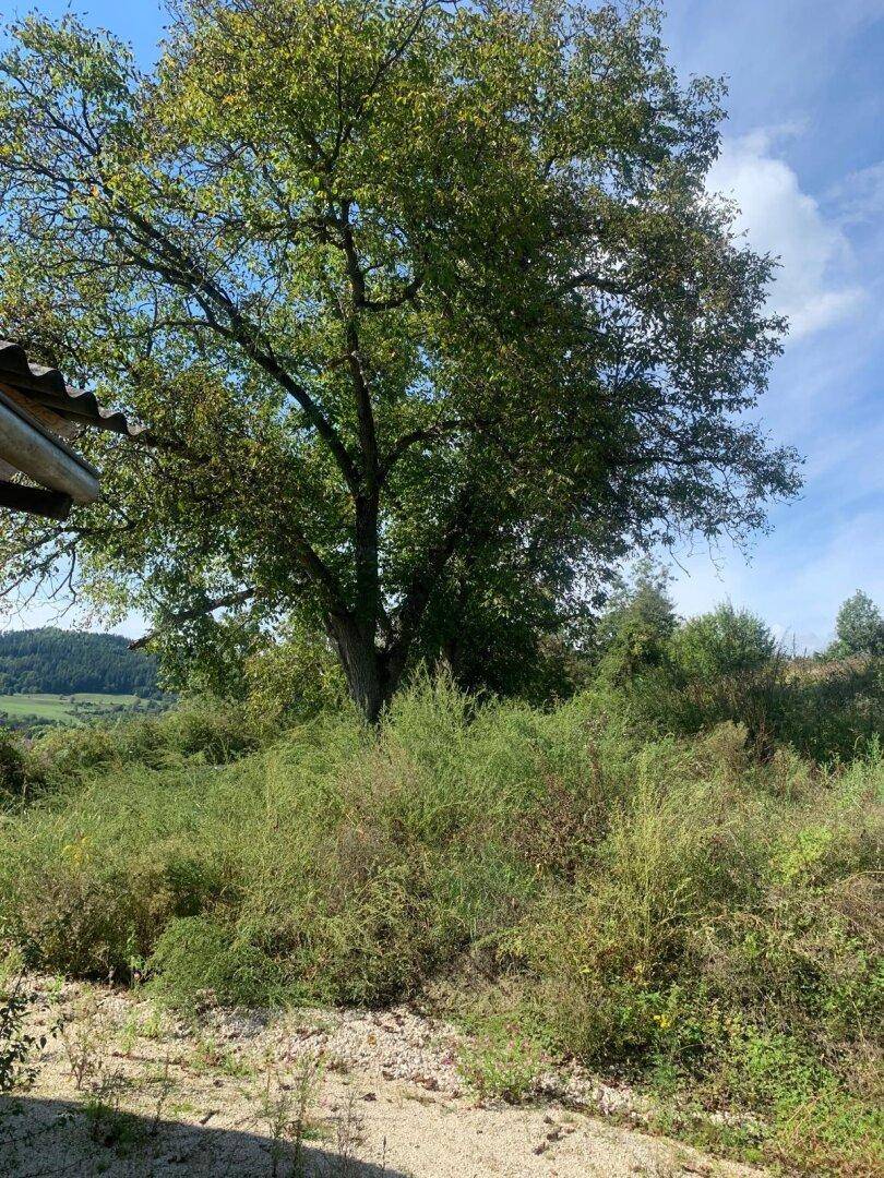 Großer Baum auf einem Hügel mit Blick auf die grüne Landschaft und einen blauen Himmel.