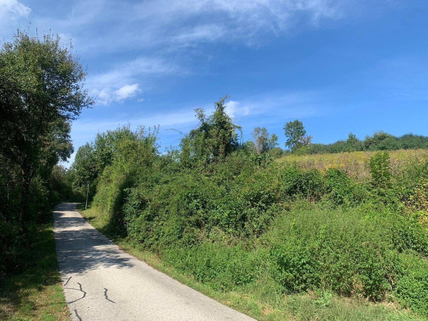 Ländliche Straße schlängelt sich durch grüne Hügel und üppige Vegetation unter einem weiten blauen Himmel.