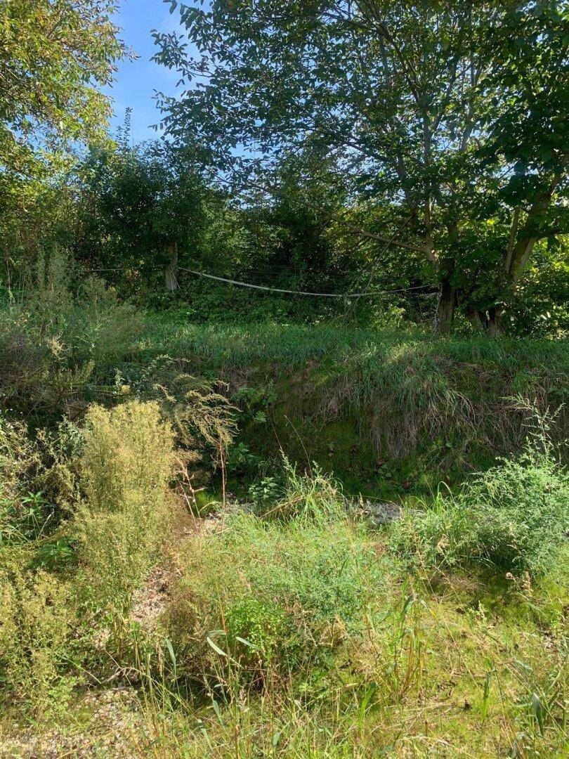 Dichte Vegetation und Bäume in einer natürlichen Umgebung, mit einem Seil im Hintergrund.