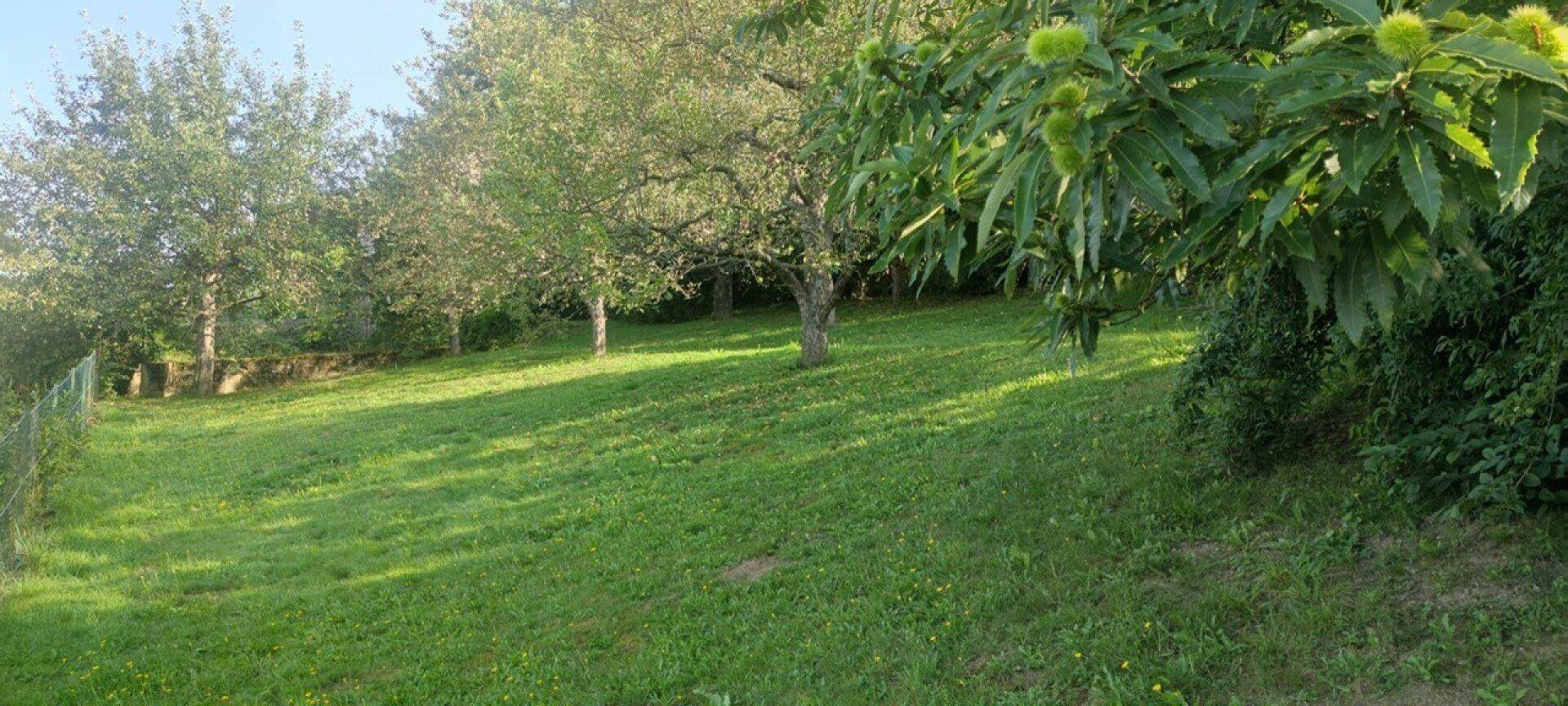 Weitläufiger Gartenbereich mit Rasen, Bäumen und natürlicher Vegetation unter blauem Himmel.