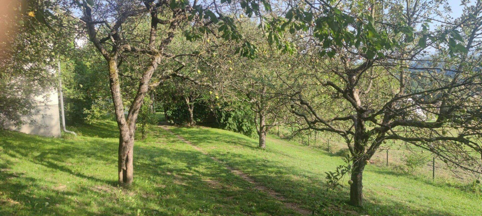 Naturbelassener Garten mit alten Obstbäumen und viel Grünfläche, perfekt zum Entspannen.