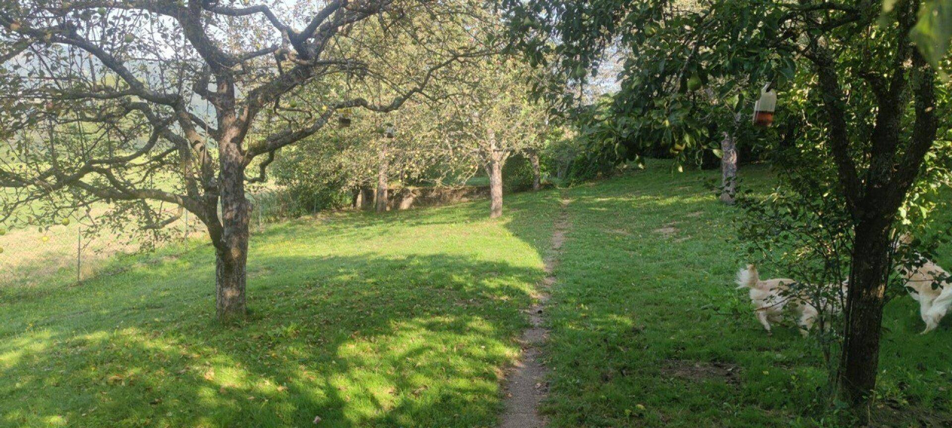 Idyllischer Garten mit schattenspendenden Bäumen und einem Pfad durch die grüne Wiese.