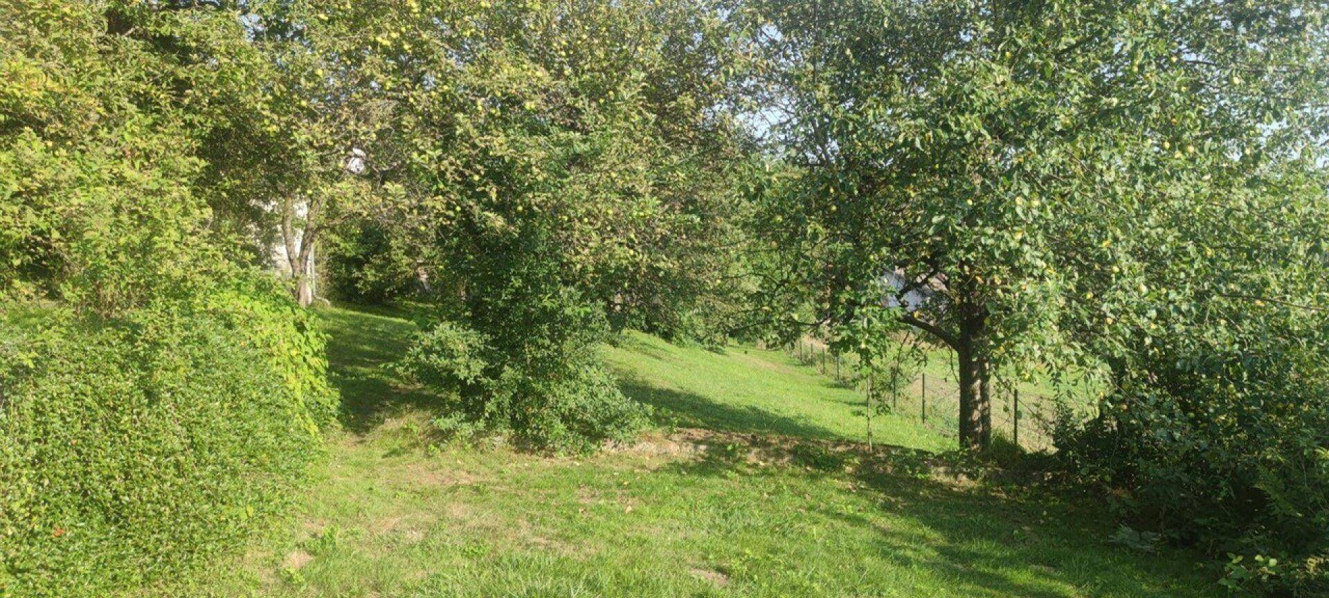Üppiger, grüner Garten mit dichtem Bewuchs und einer natürlichen Hanglage, ideal für Naturliebhaber.