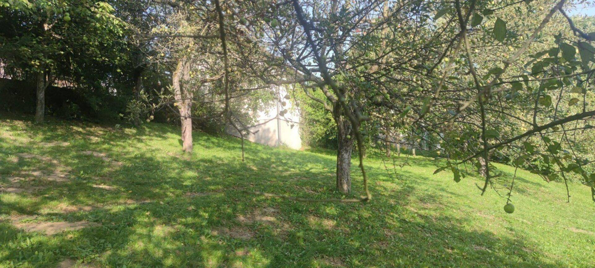 Sonniger Garten mit alten Obstbäumen, die Schatten spenden, und einer weiten Rasenfläche.
