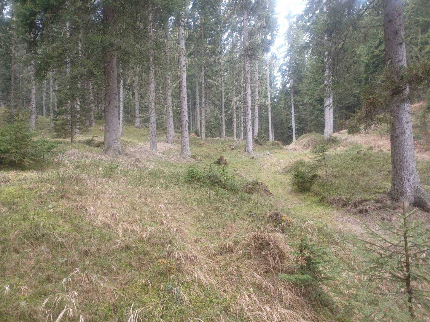 Weitläufiger Waldhang mit hohen Nadelbäumen und einer Mischung aus Gras und trockenem Laub.