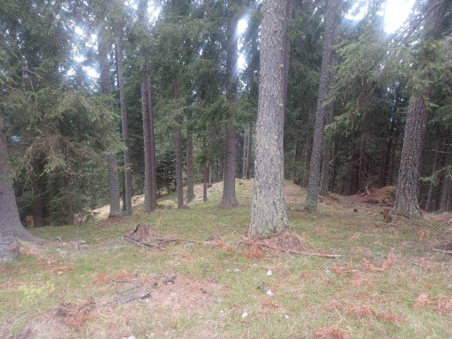 Dichter Wald mit hohen Baumstämmen und einem leicht bewachsenen Waldboden.