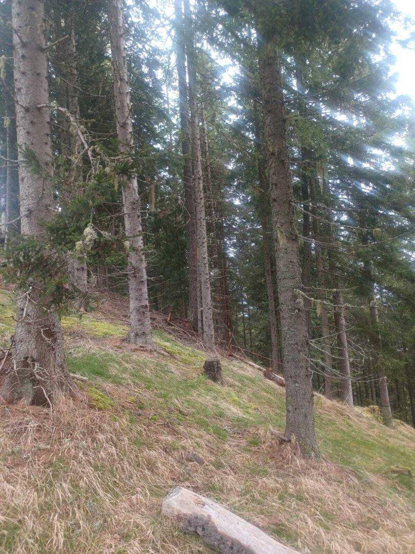 Sonnenlicht fällt durch die hohen Bäume eines bewaldeten Hanges mit trockenem Gras.