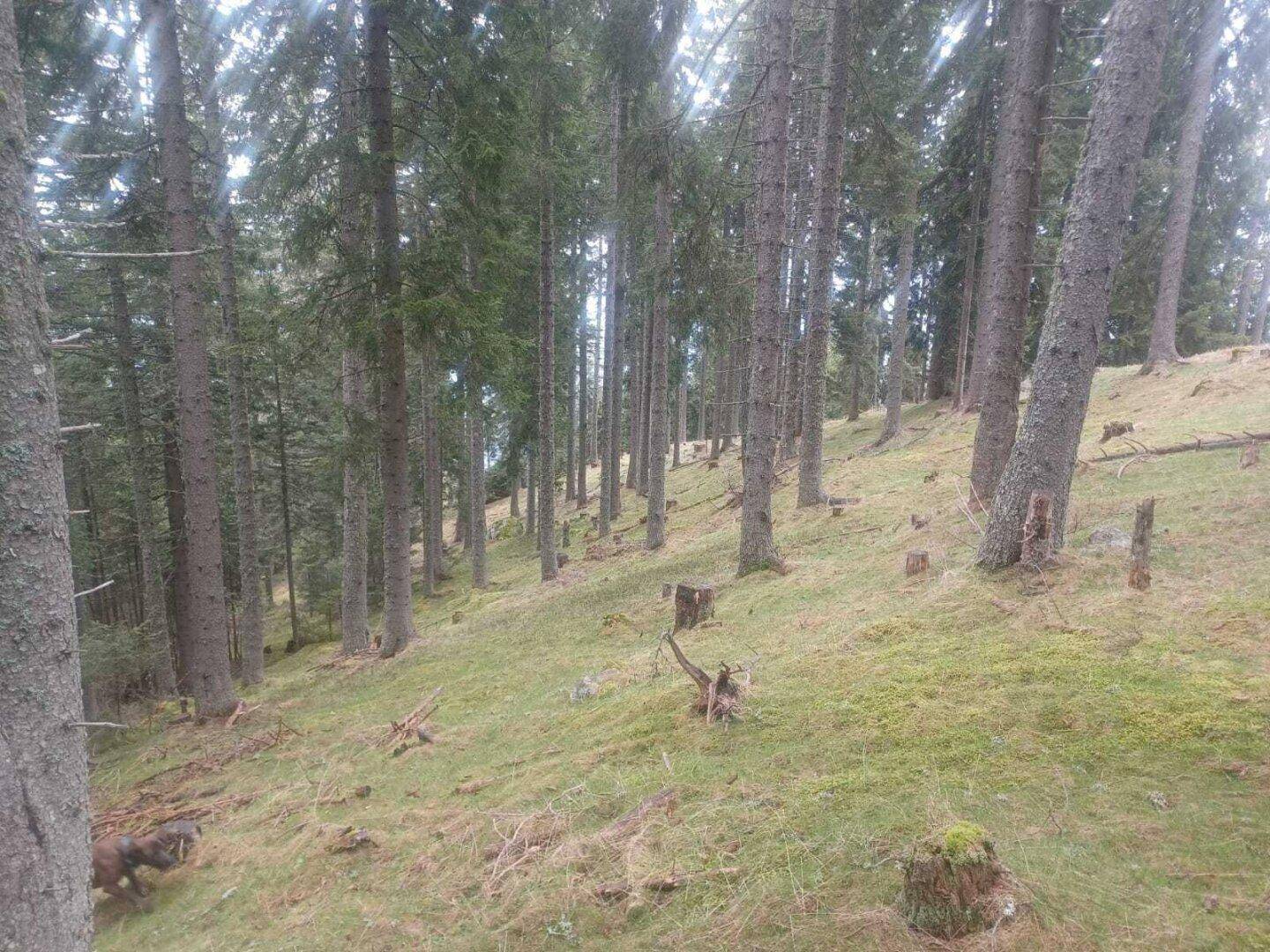 Waldlandschaft mit schrägen Hängen, hohen Nadelbäumen und einigen Baumstümpfen.