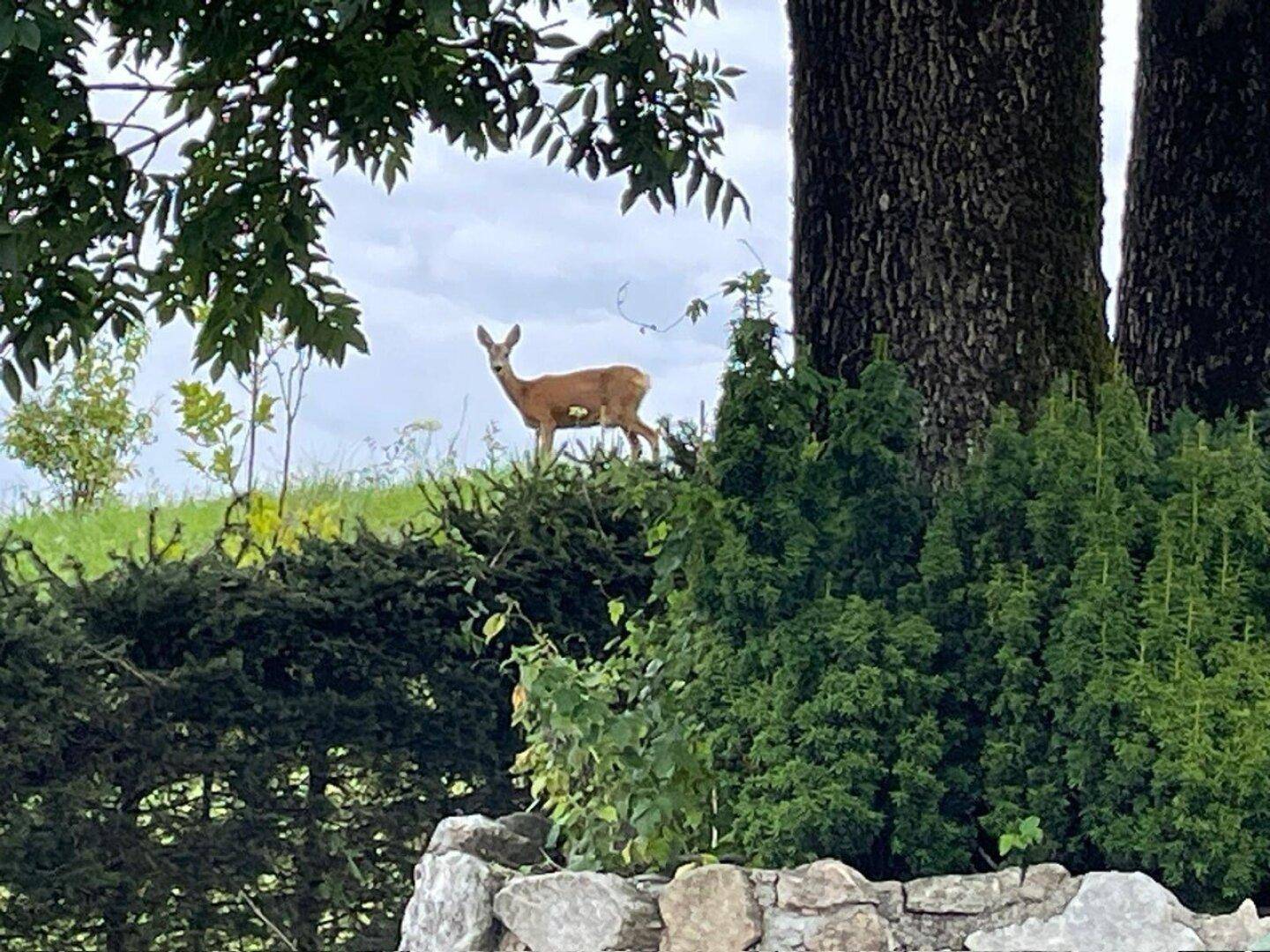Ein Reh steht auf einer grünen Wiese hinter Bäumen und Sträuchern in der Natur.
