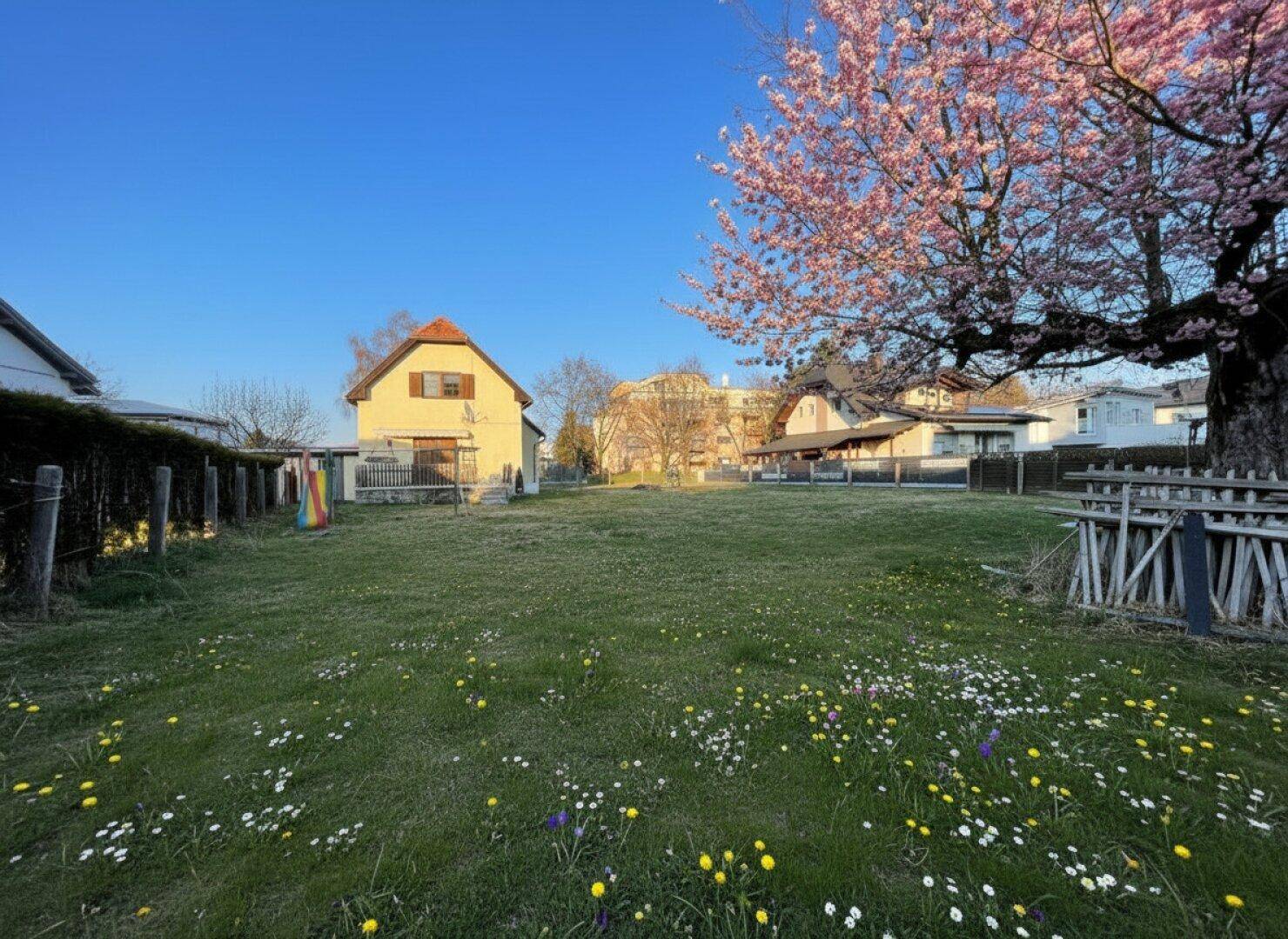 Weitläufiger Garten mit blühendem Baum und Blick auf das Haus und die Nachbarschaft.