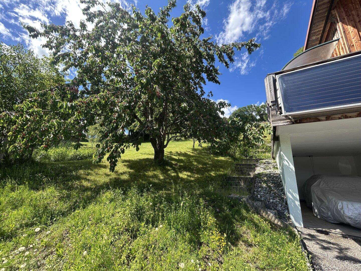Großer Baum mit reifen Früchten auf dem grünen Hanggrundstück neben dem Haus.