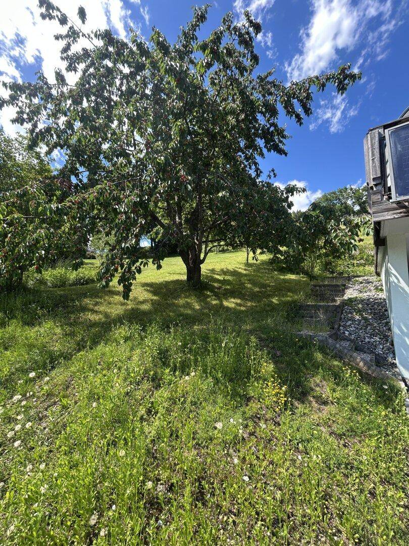 Weitläufige Grünfläche mit altem Obstbaum und Blick auf den blauen Himmel.