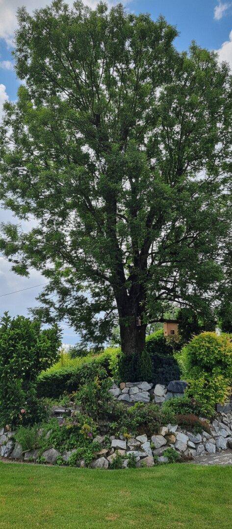 Großer, alter Baum in einem gepflegten Garten mit Steinmauer und üppiger Vegetation.
