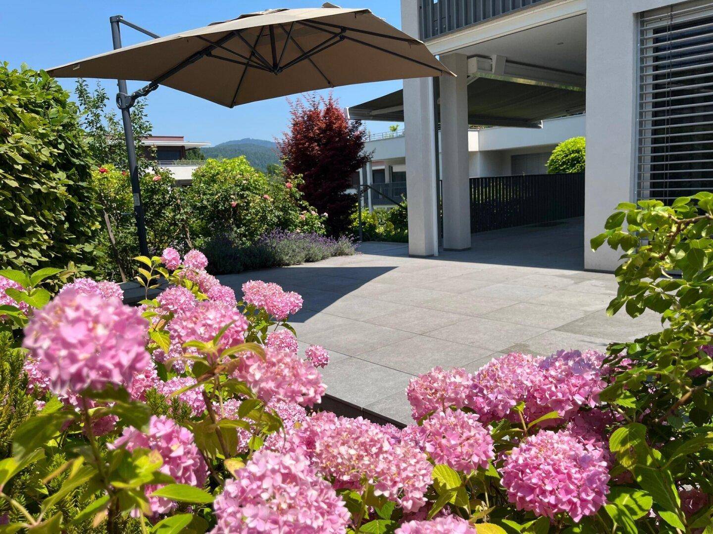 Blühende Hortensien im Vordergrund mit einer sonnigen Terrasse und großem Sonnenschirm.