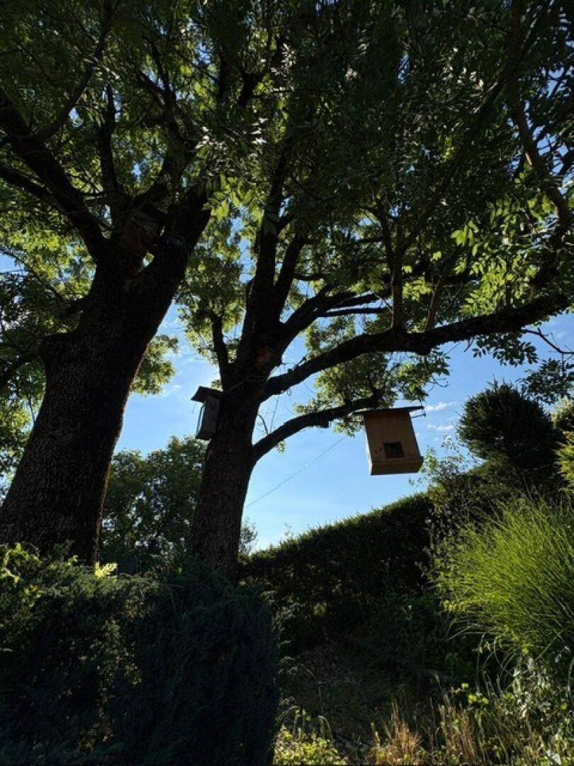 Hohe Bäume mit Vogelhäusern unter blauem Himmel, die Schatten spenden.