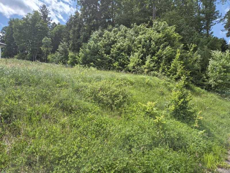 Naturbelassenes Grundstück mit üppigem Grün, umgeben von dichtem Baumbestand und einem Haus.
