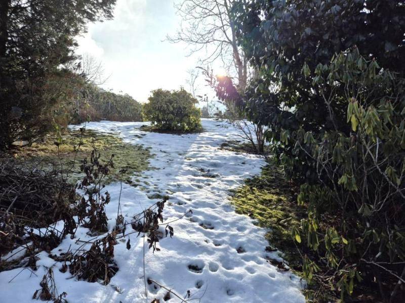 Verschneiter Gartenweg umgeben von Büschen und Bäumen, mit sonnigem Himmel im Hintergrund.