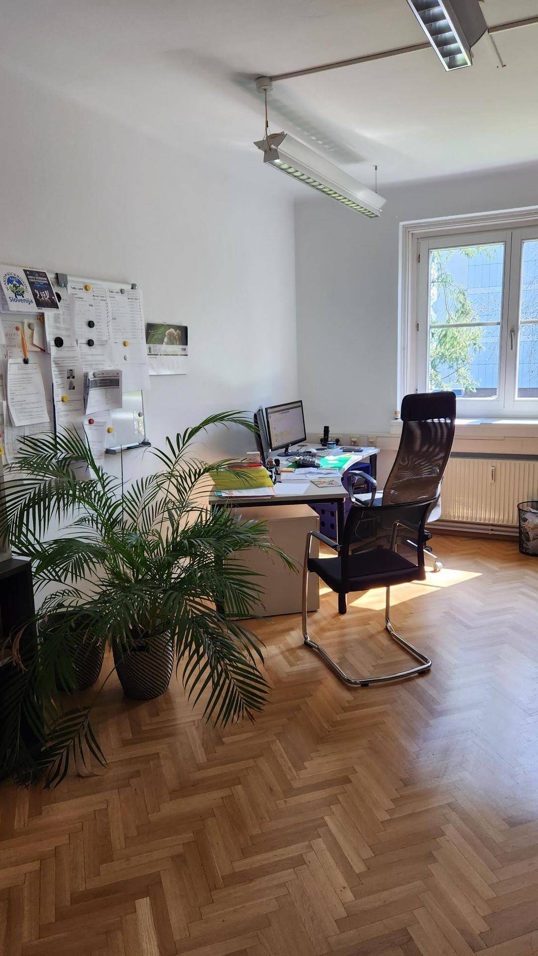 Helles Büro mit Pflanzen, Schreibtisch und Parkettboden.