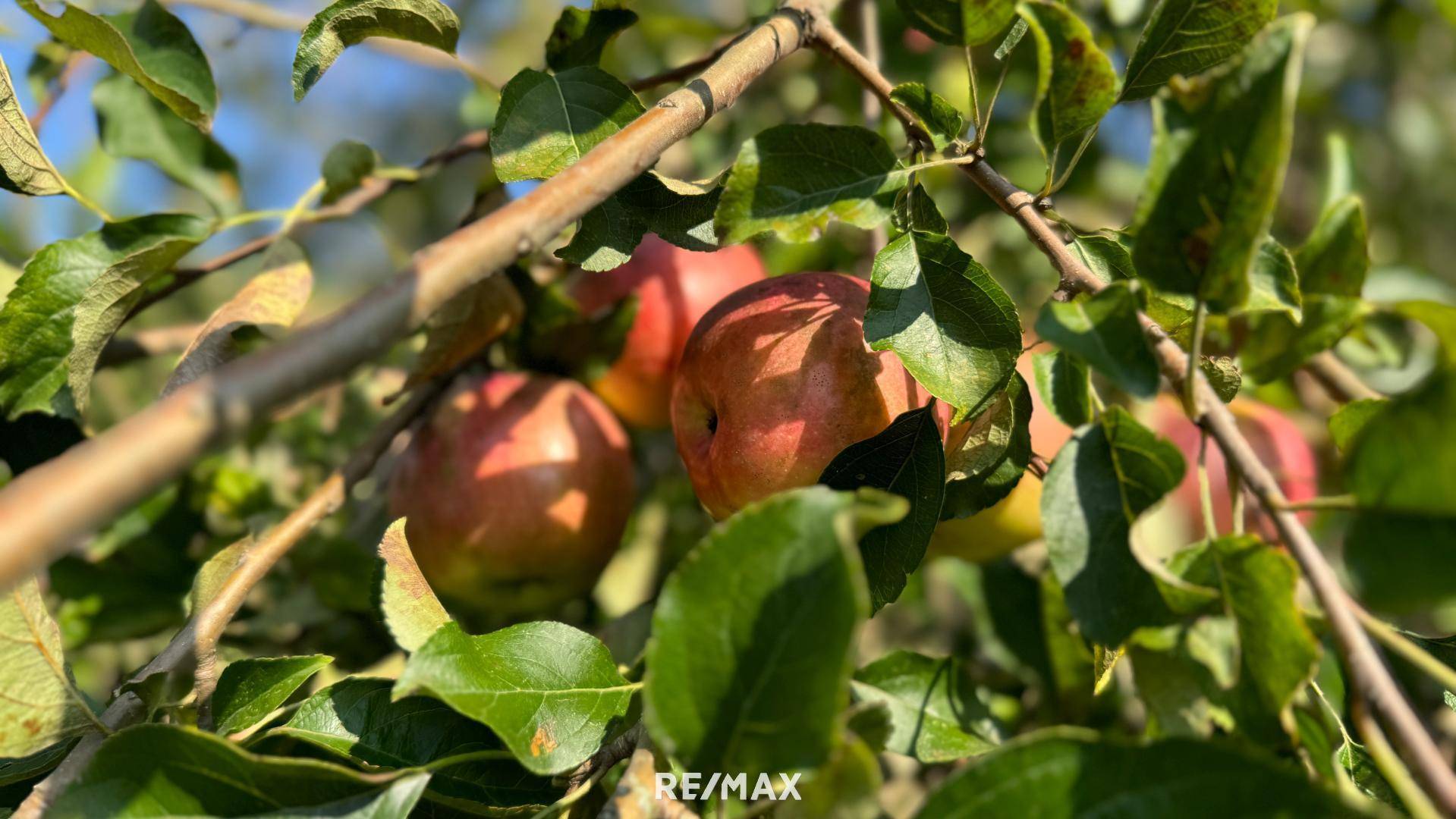 diverse. Obstbäume