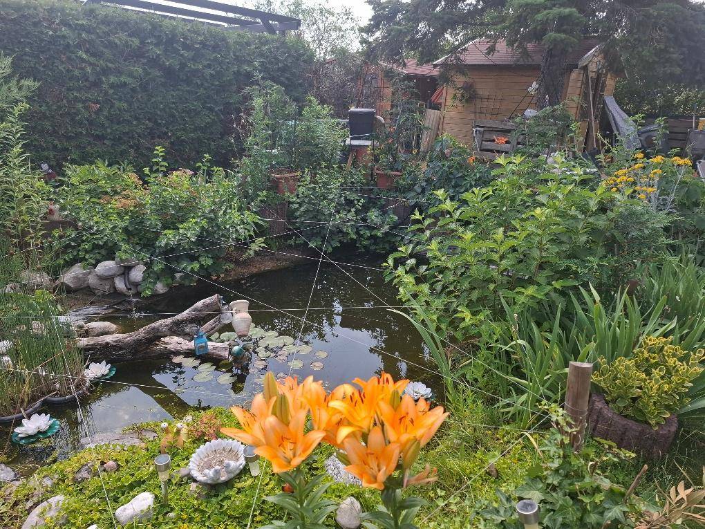 Idyllischer Gartenteich umgeben von üppigen Pflanzen und bunten Blumen.