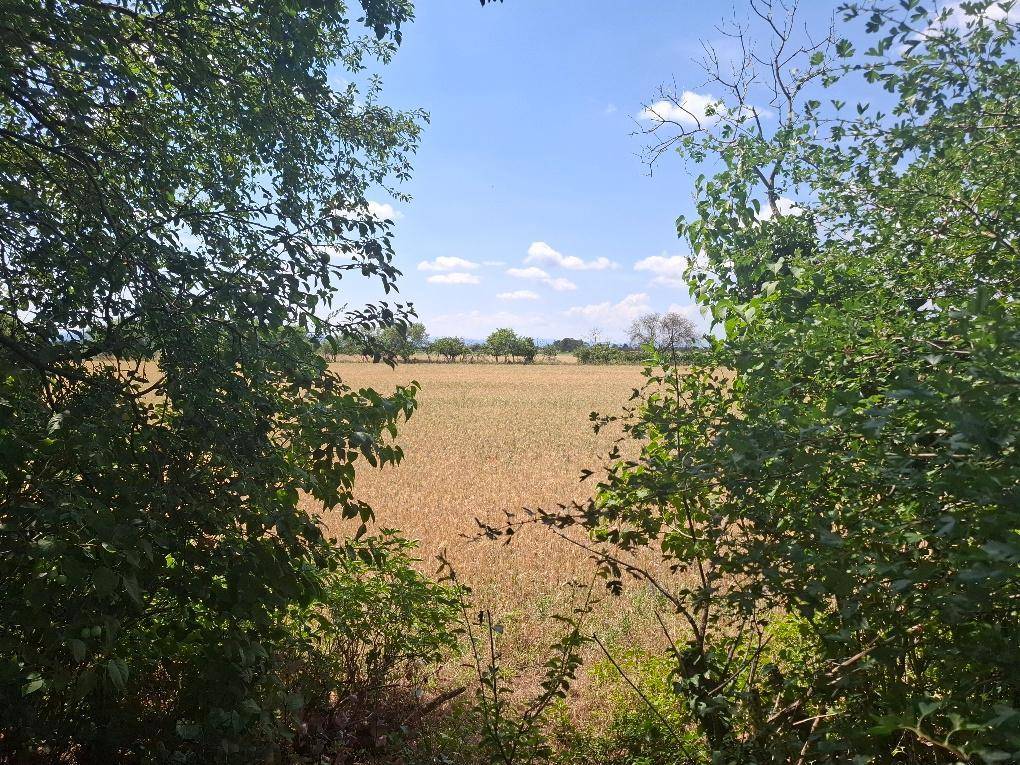Weitläufiger Blick über goldene Felder und grüne Landschaft unter blauem Himmel.
