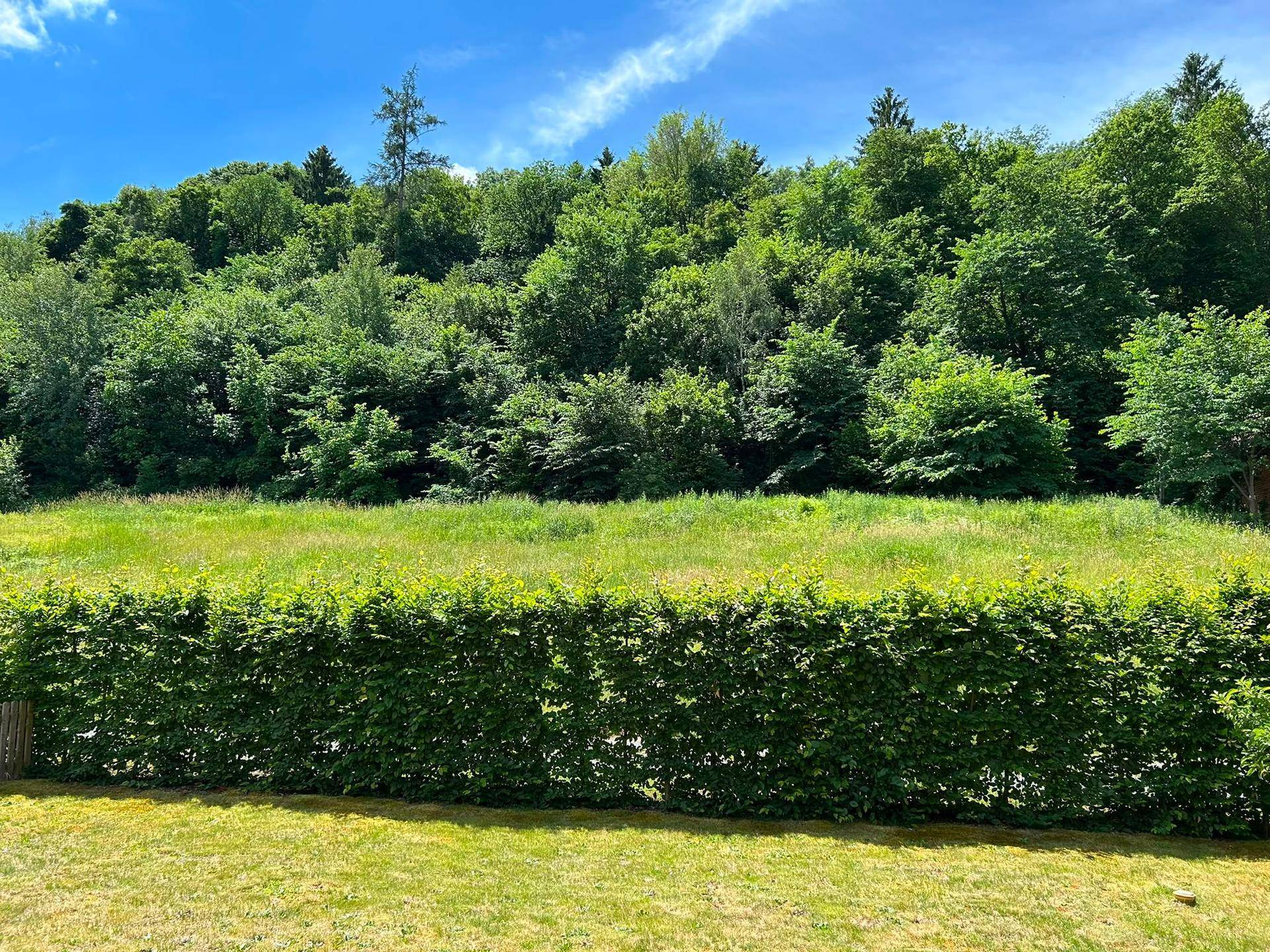 Weitläufige grüne Wiese mit Hecke und dicht bewaldetem Hügel im Hintergrund.