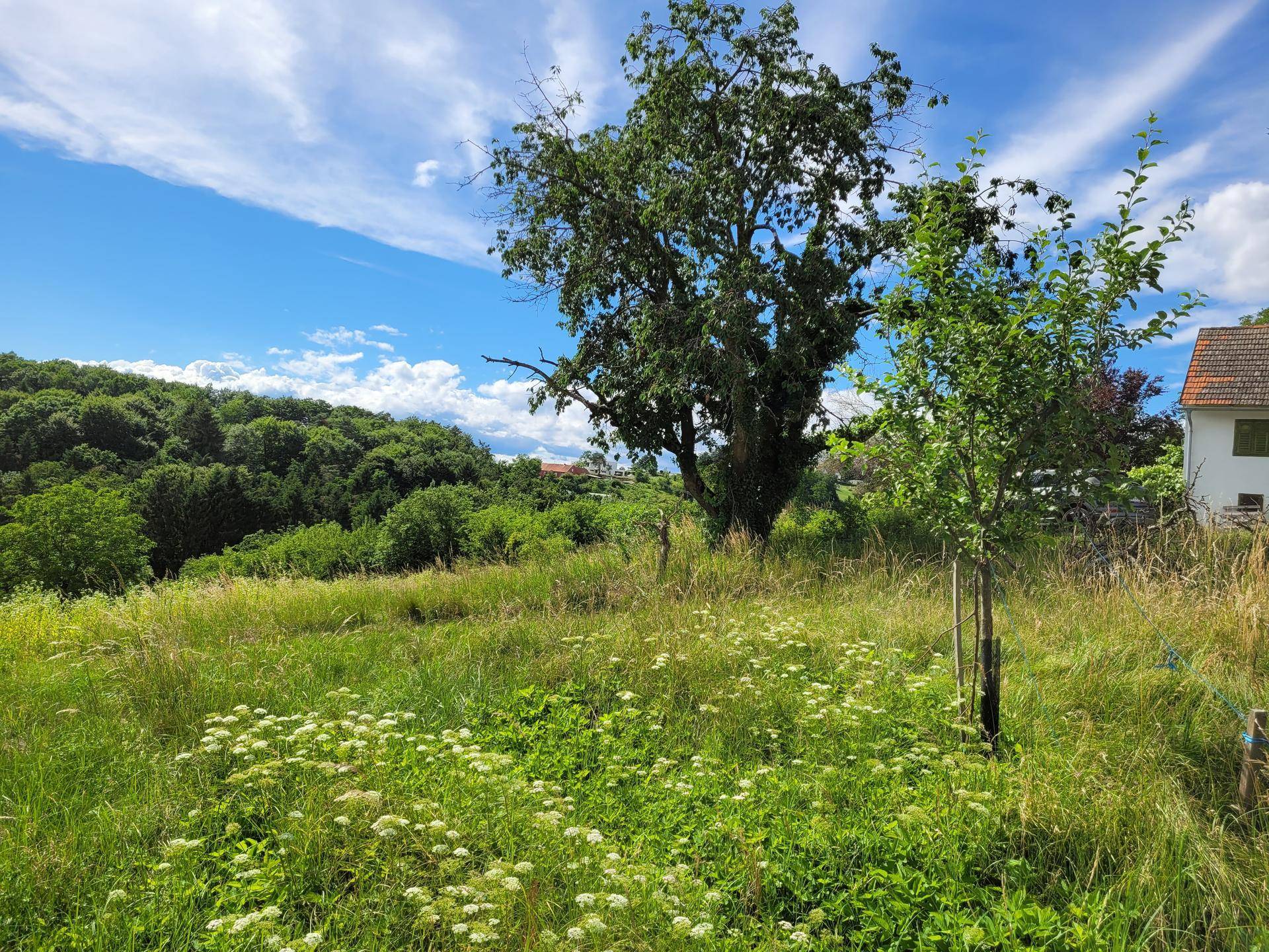 Naturbelassene Wiese mit hohen Gräsern und einem großen Baum, angrenzend an ein Wohnhaus unter blauem Himmel.