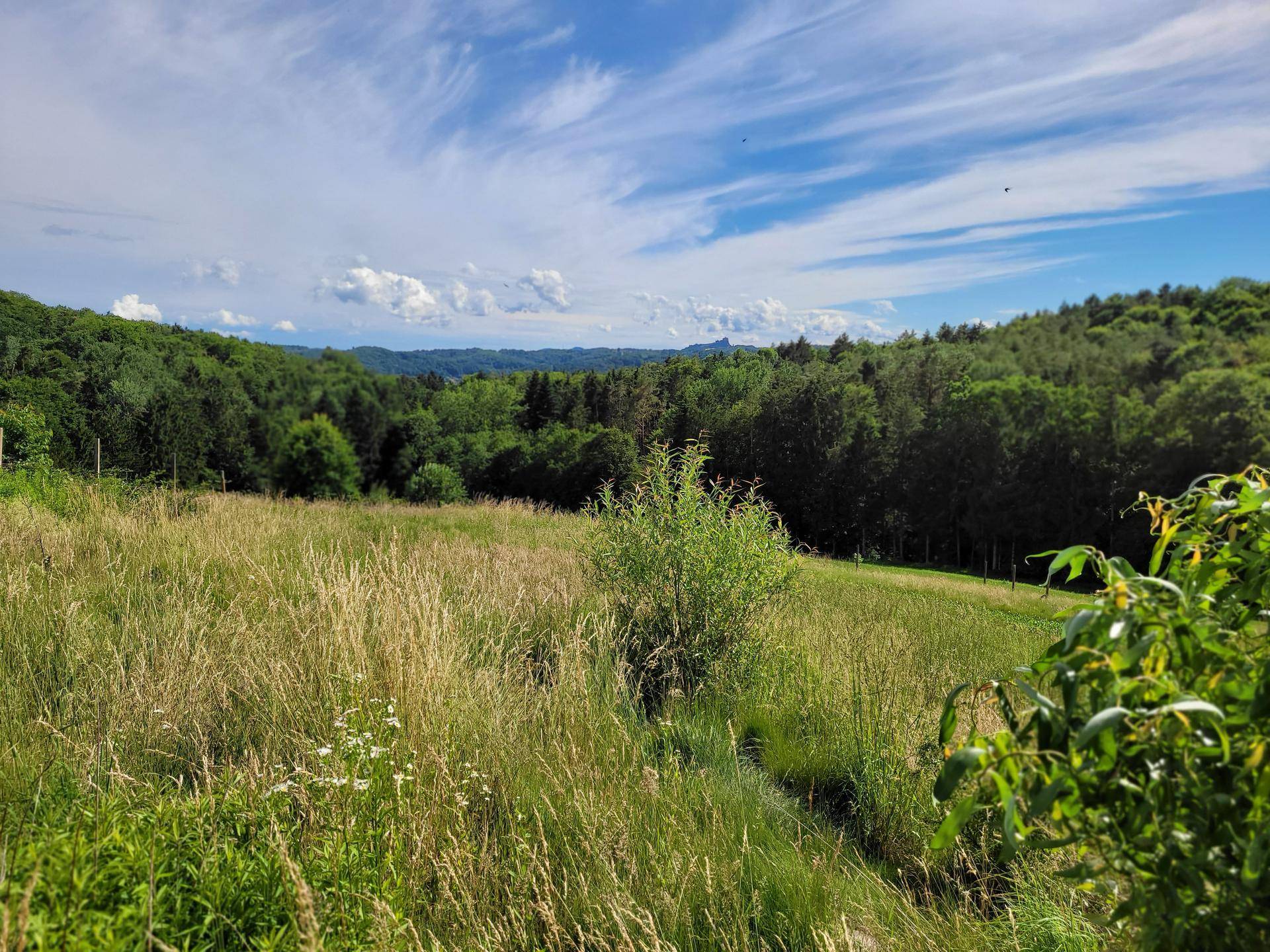Idyllische Wiesenlandschaft unter blauem Himmel mit weiten Feldern und bewaldeten Hügeln im Hintergrund.