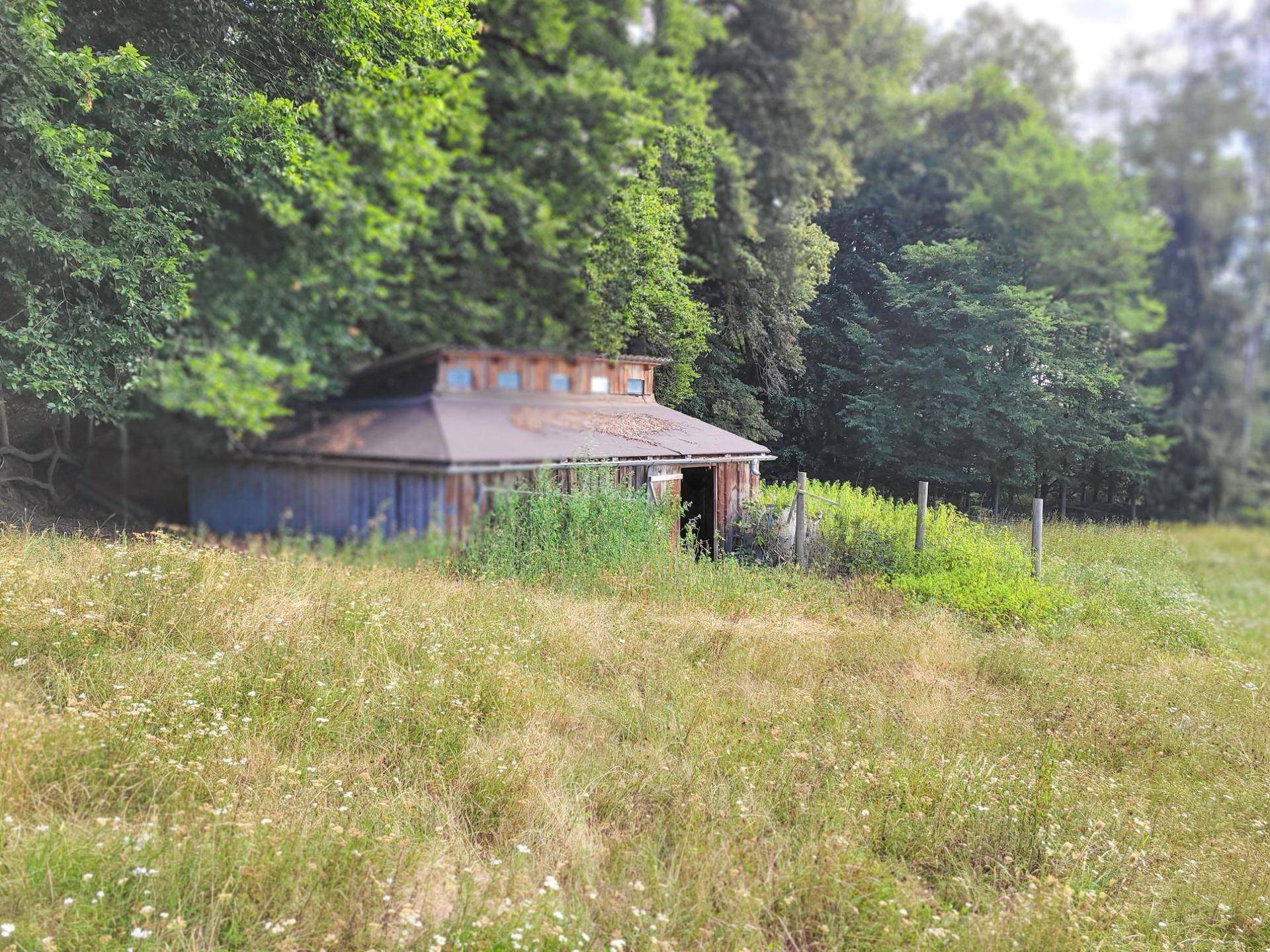 Altes, verwittertes Holzgebäude auf einer Wiese, umgeben von hohen Gräsern und Bäumen.