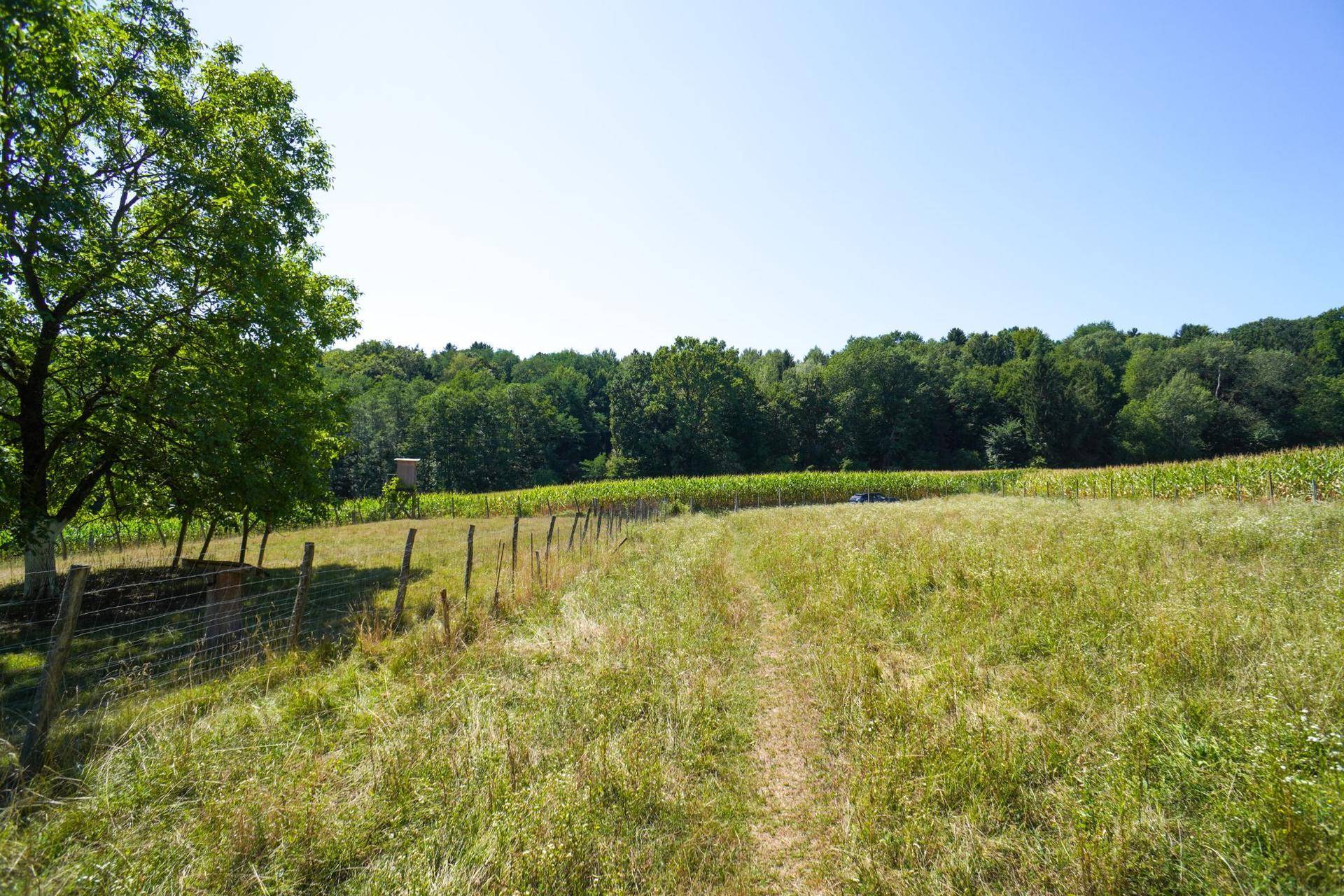 Weitläufige Wiesenlandschaft mit einem Feldweg und Wald im Hintergrund unter blauem Himmel.
