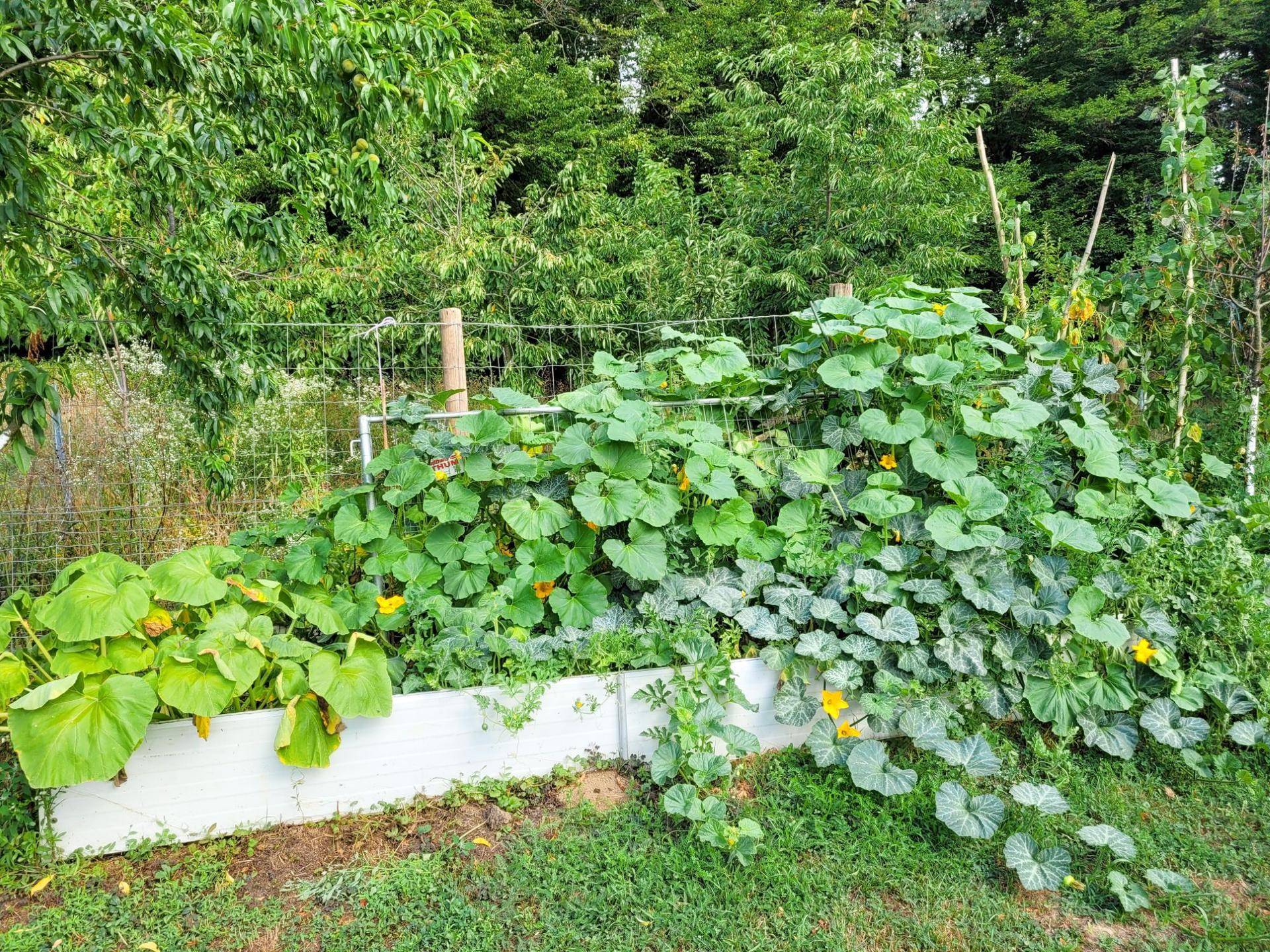 Hochbeet mit Kürbispflanzen und anderen Gemüsesorten in einem sonnigen Gartenbereich.