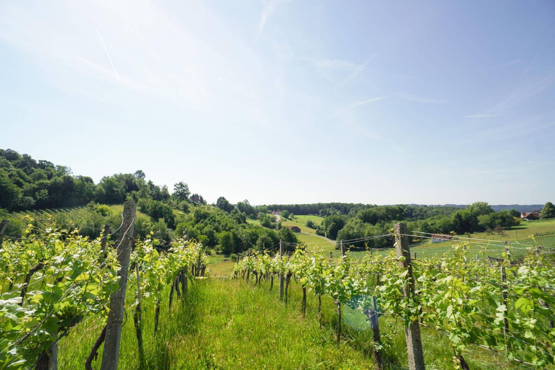 Junge Weinreben in einer idyllischen Landschaft mit weitem Blick in die Ferne unter blauem Himmel.