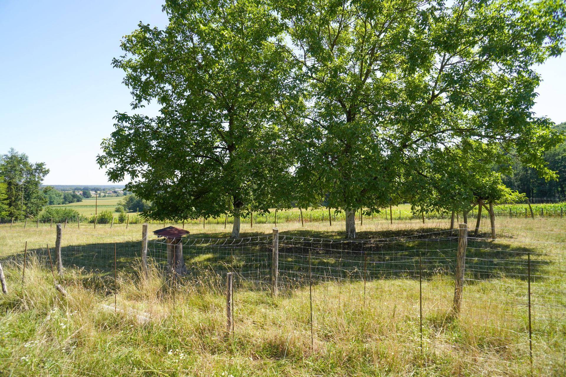 Grüne Wiese mit Bäumen und einem weiten Blick über die hügelige Landschaft.