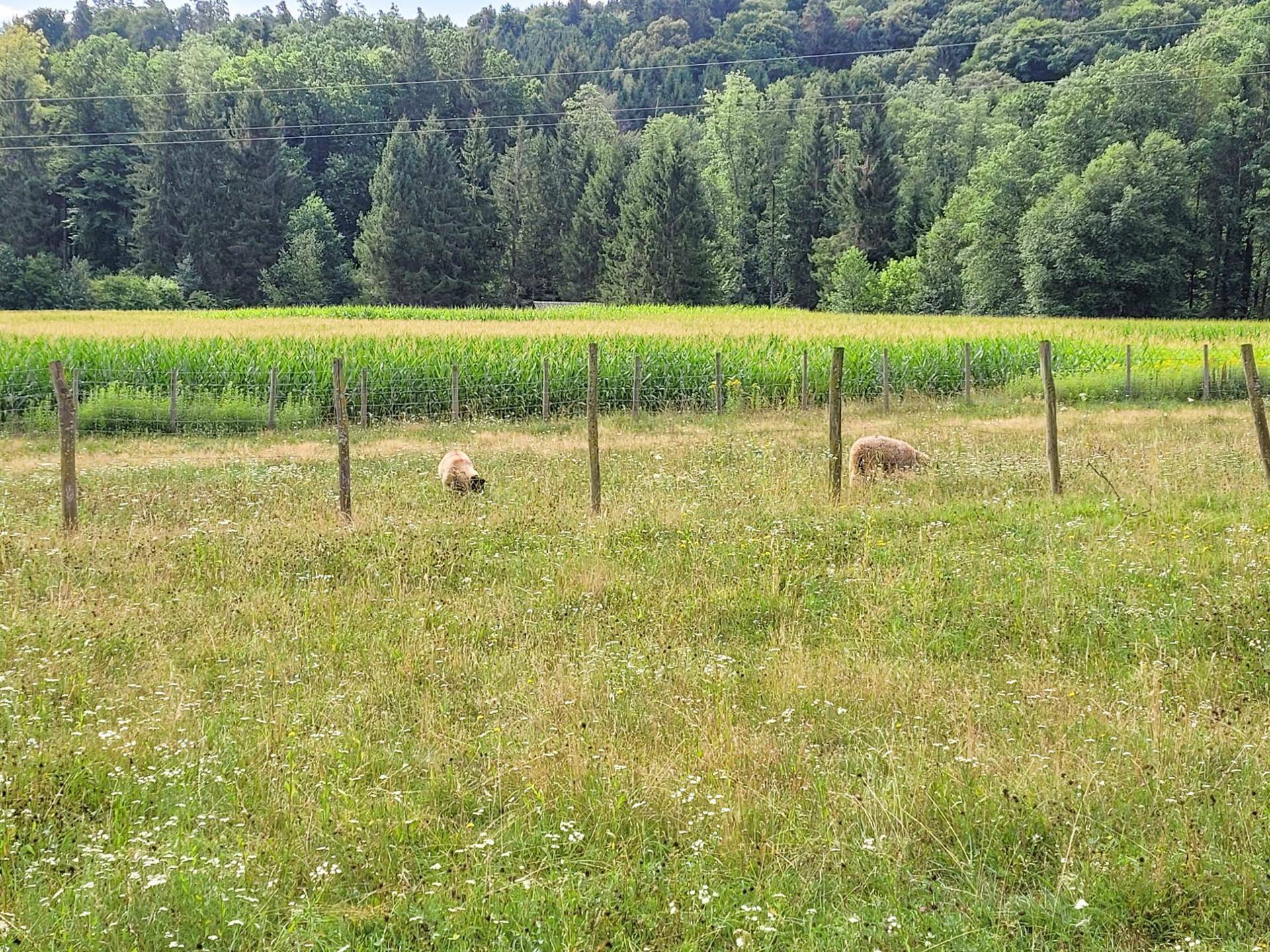 Schafe grasen auf einer weitläufigen Wiese, umgeben von Wald und Natur.